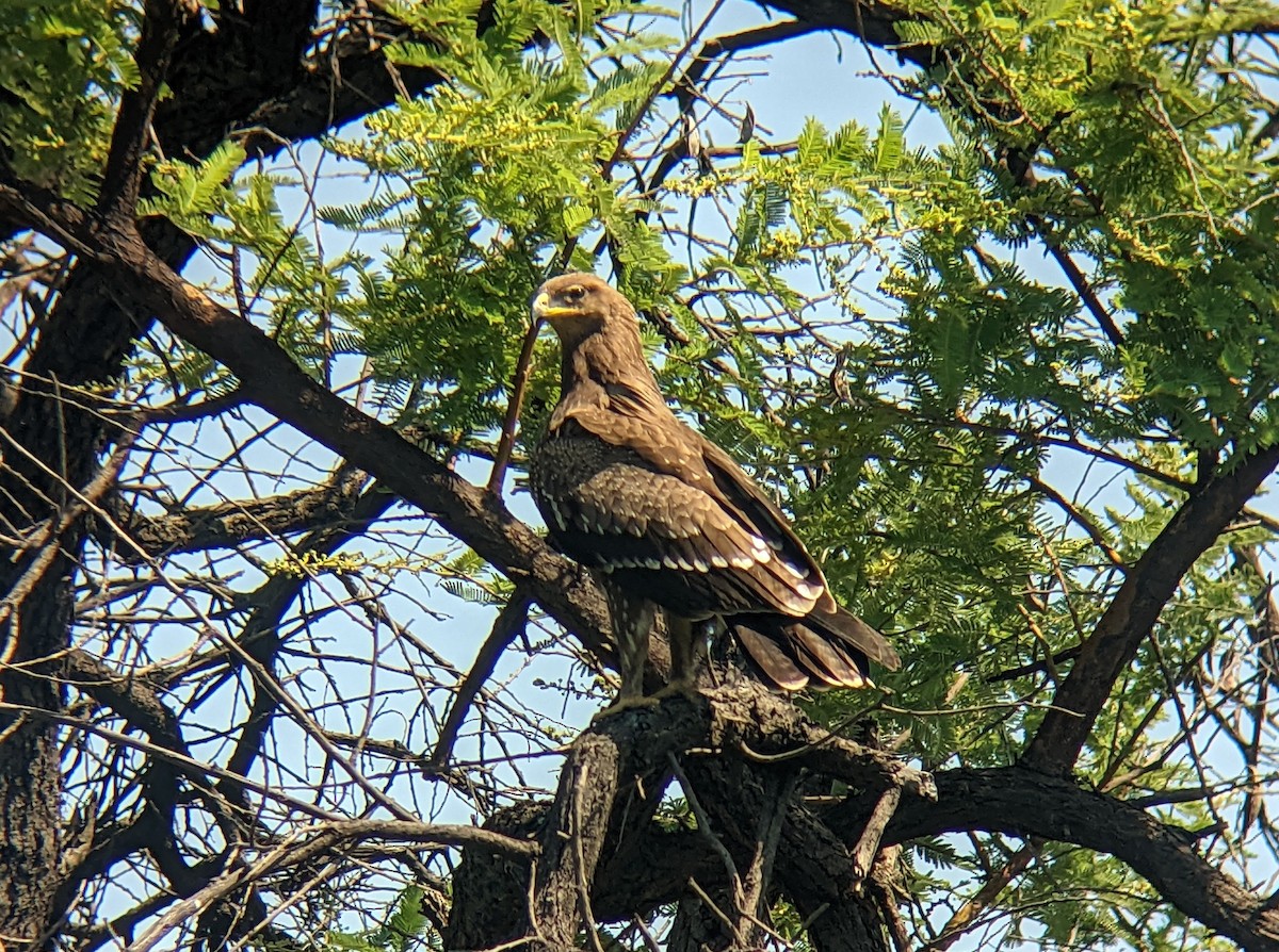 Lesser Spotted Eagle - ML505408661