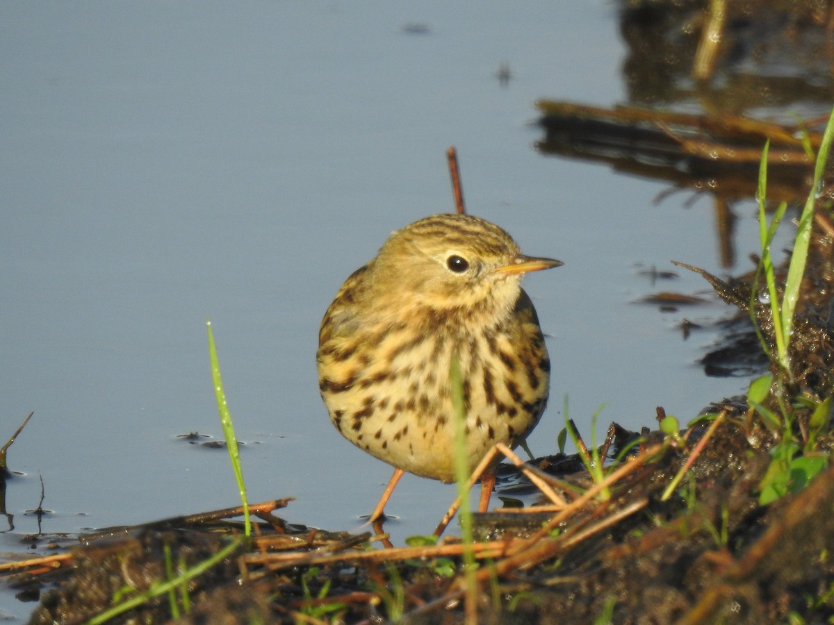 Meadow Pipit - ML505412041