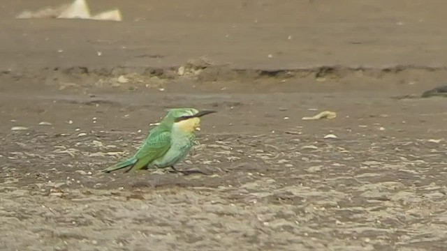 Blue-cheeked Bee-eater - ML505412321
