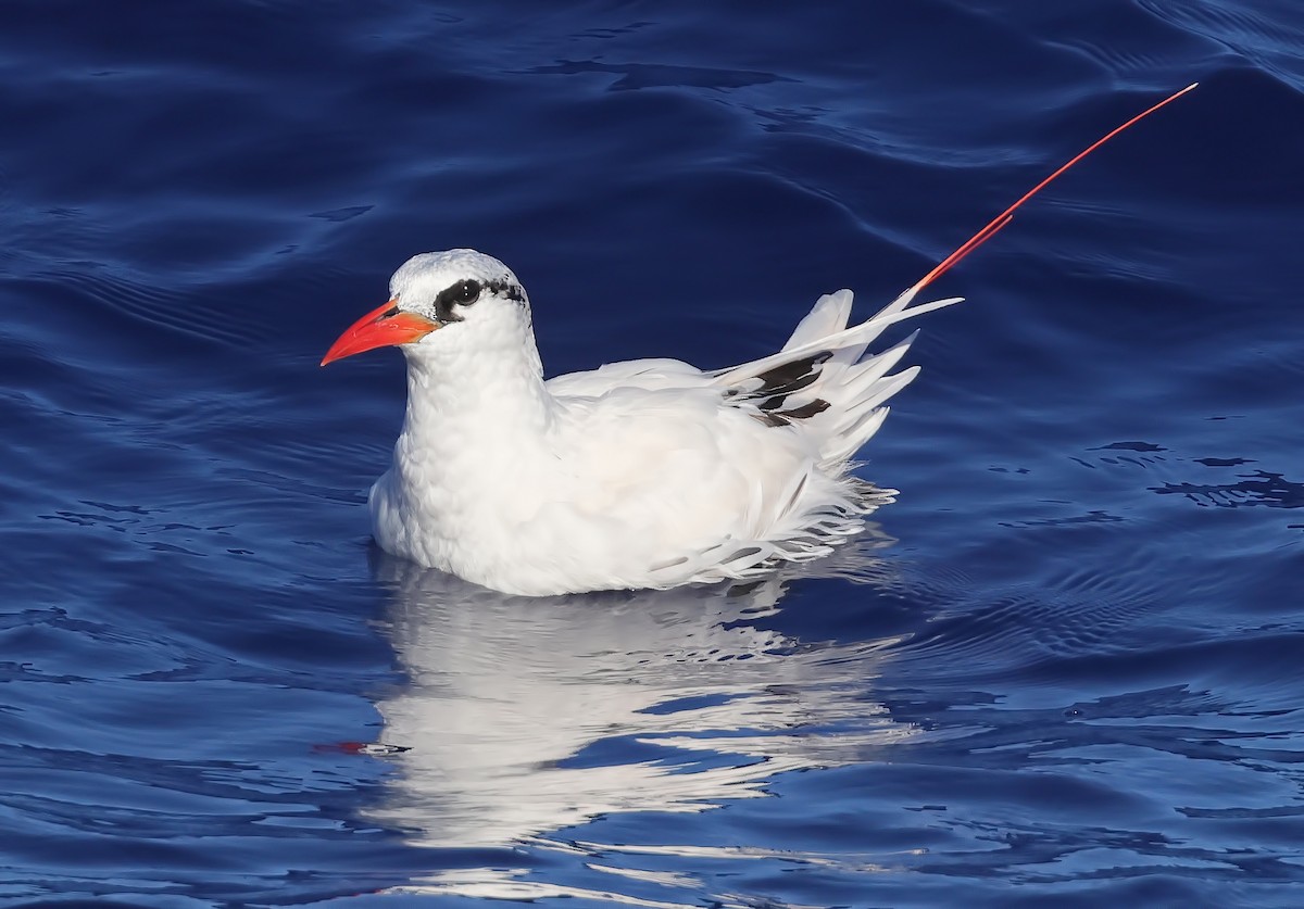Red-tailed Tropicbird - ML505414711