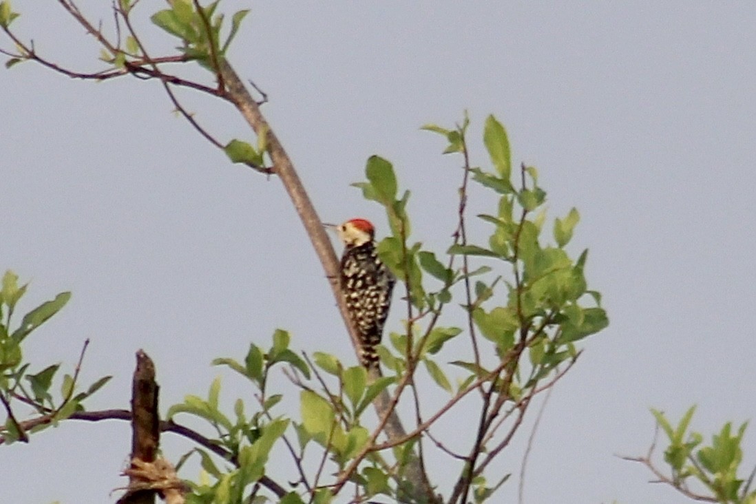 Yellow-crowned Woodpecker - Gehan Gunatilleke