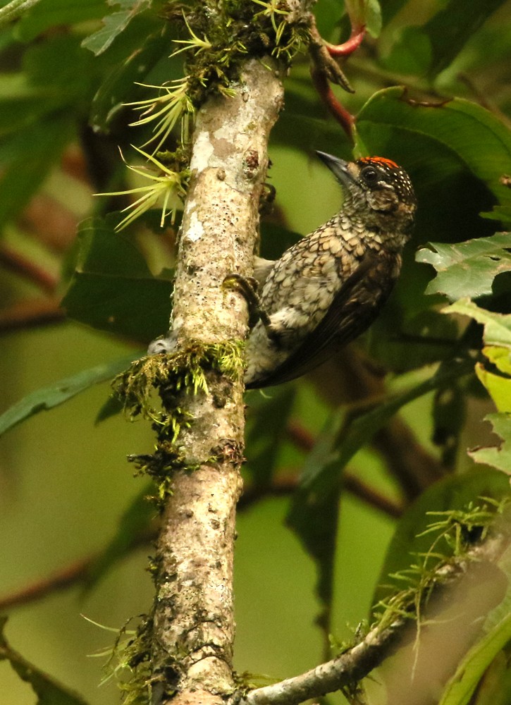 Scaled Piculet - ML505423561