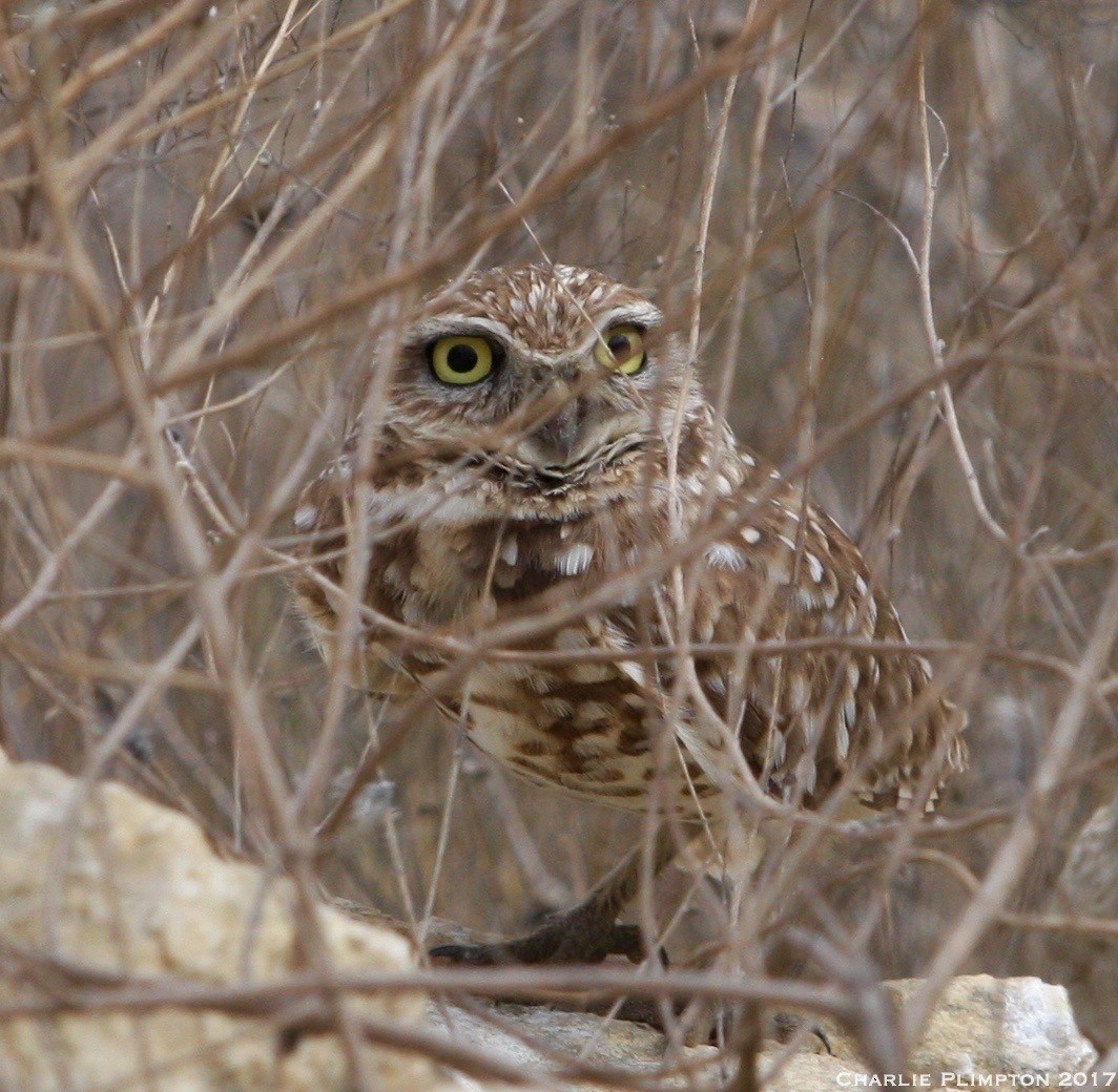 Burrowing Owl - Charlie Plimpton