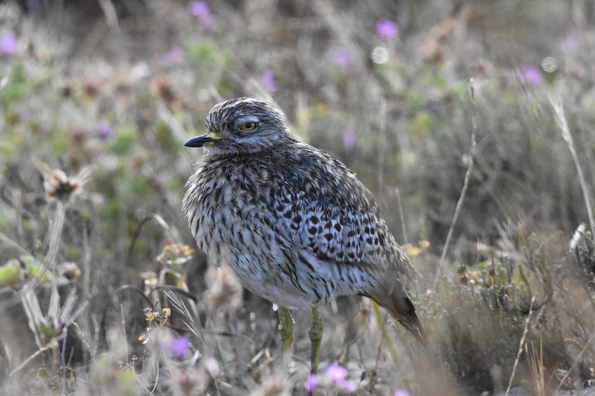 Spotted Thick-knee - ML505432141