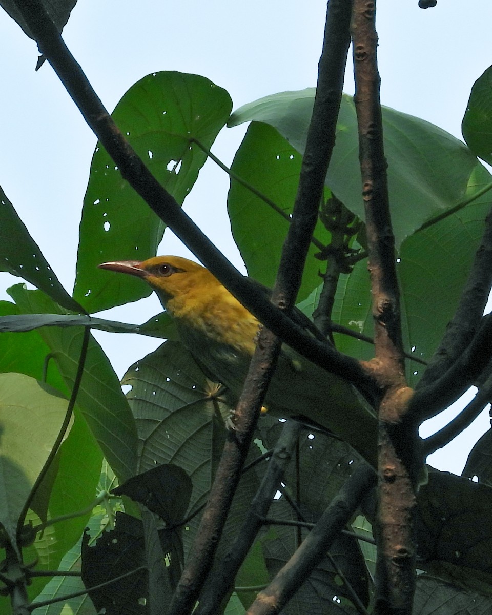 Indian Golden Oriole - ML505438661