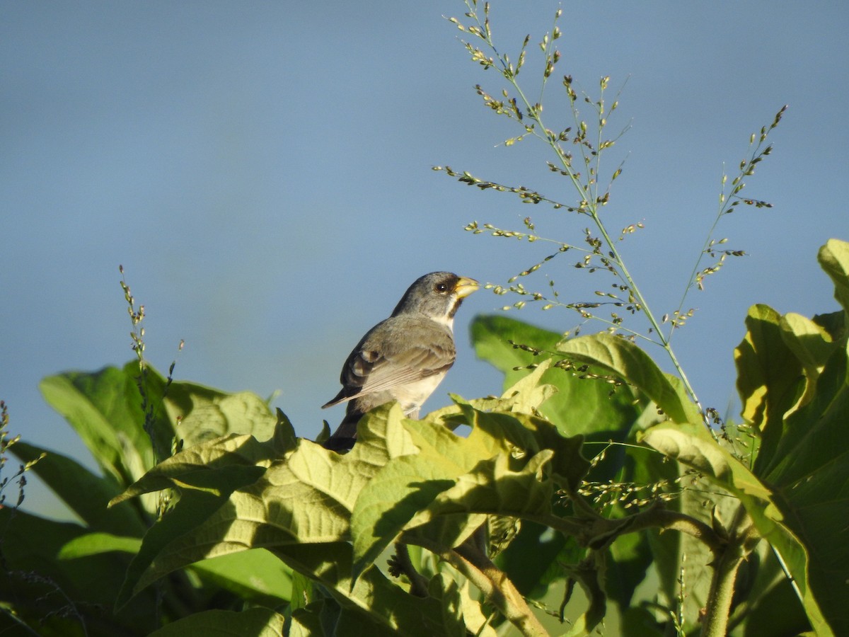 Double-collared Seedeater - ML505446191