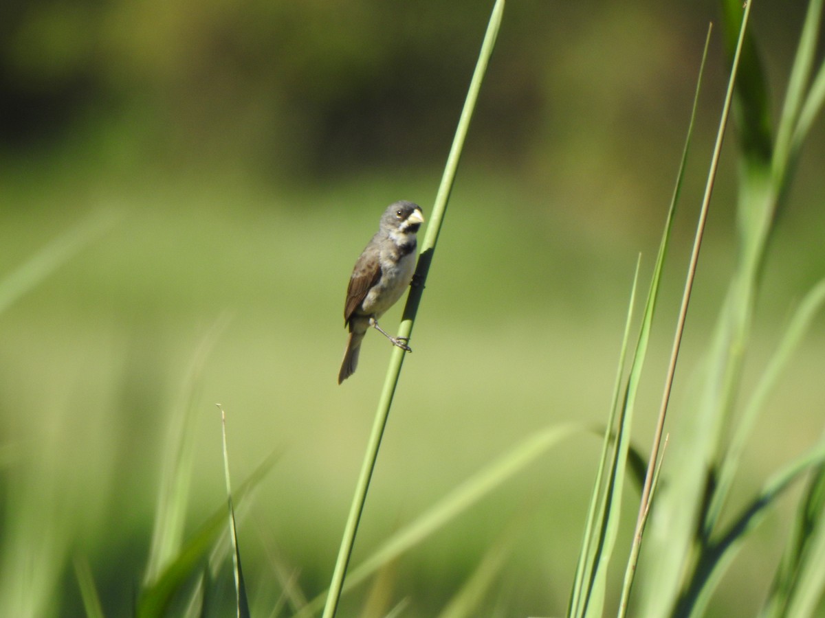 Double-collared Seedeater - ML505446291