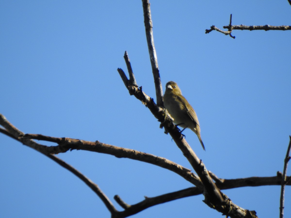 Double-collared Seedeater - ML505446341
