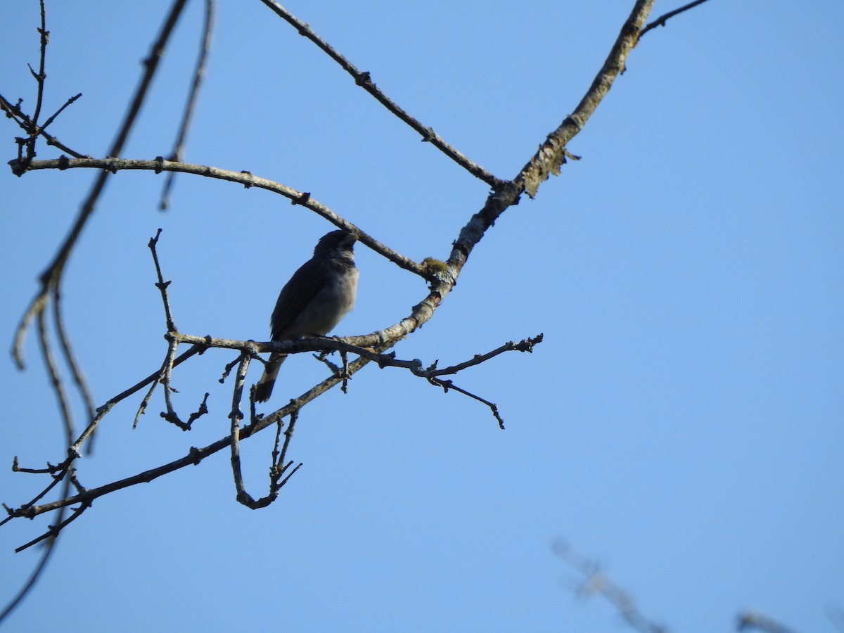 Double-collared Seedeater - ML505446351
