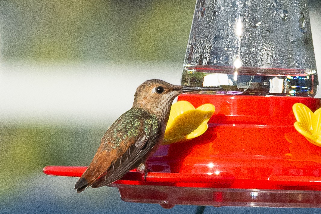 Allen's Hummingbird - ML505450011