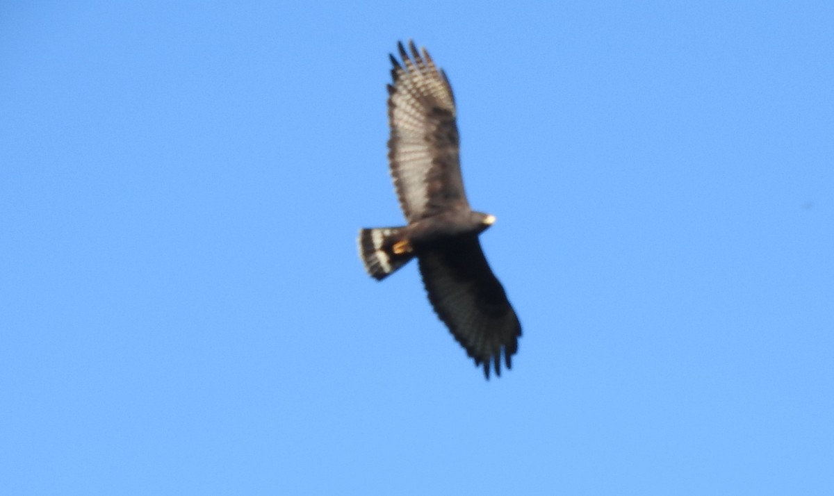Zone-tailed Hawk - ML505450491