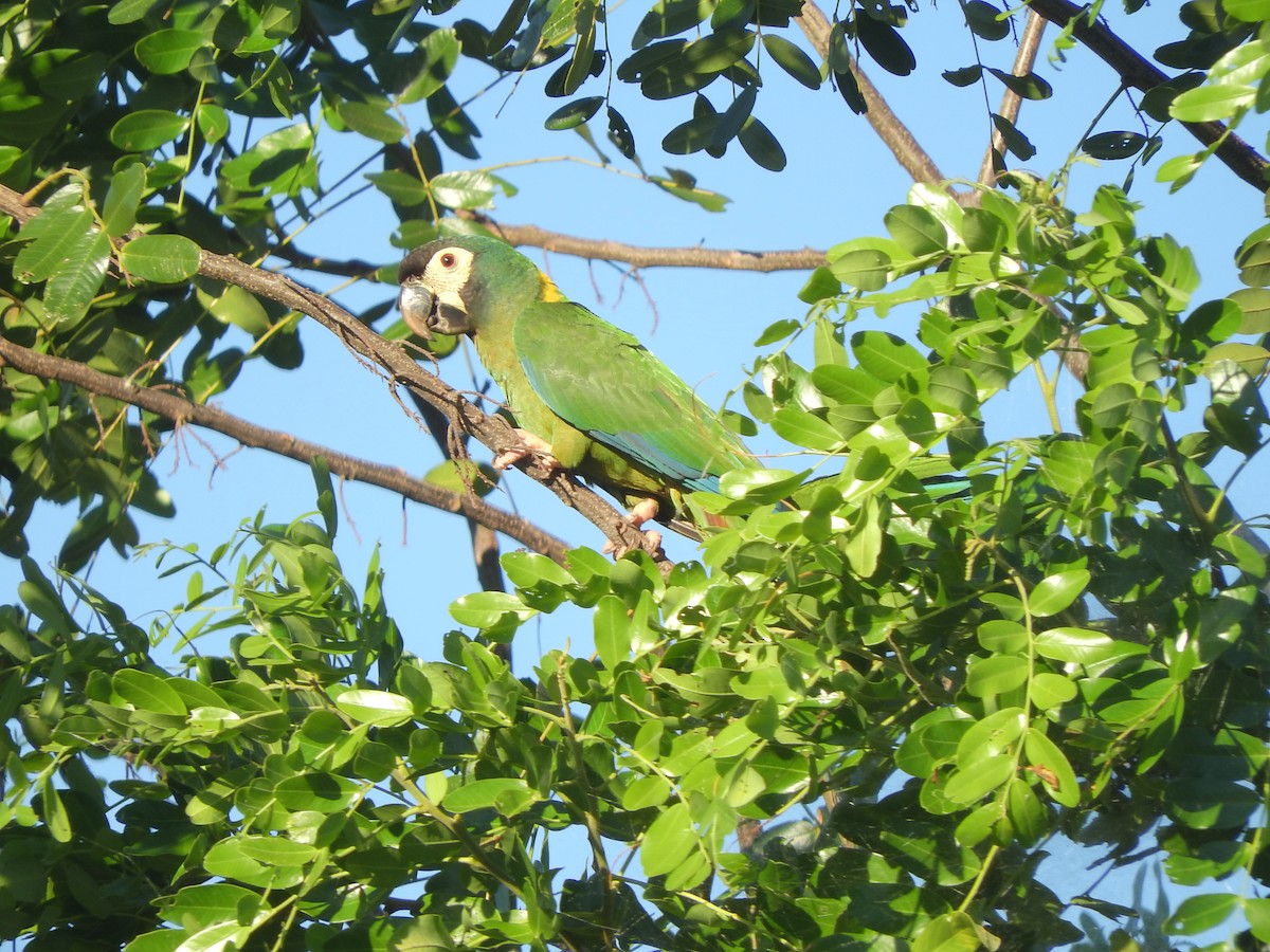 Yellow-collared Macaw - ML505450531