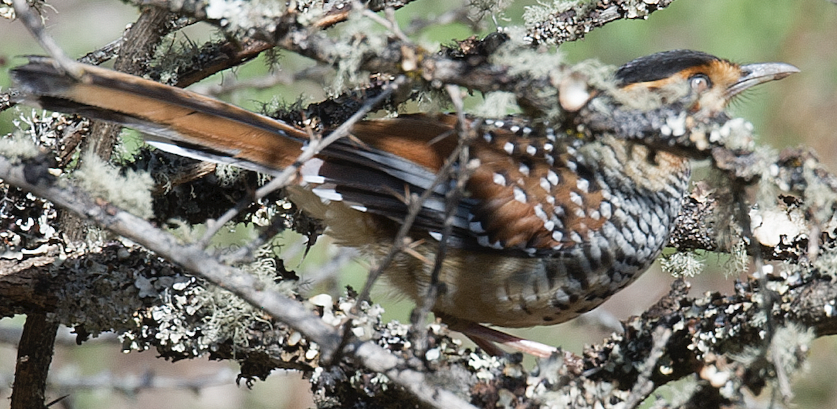 Spotted Laughingthrush - ML505461321