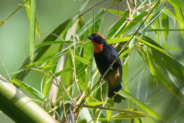 Puerto Rican Bullfinch