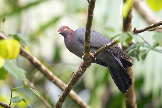 Scaly-naped Pigeon