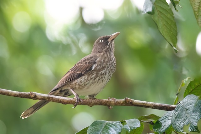 Pearly-eyed Thrasher