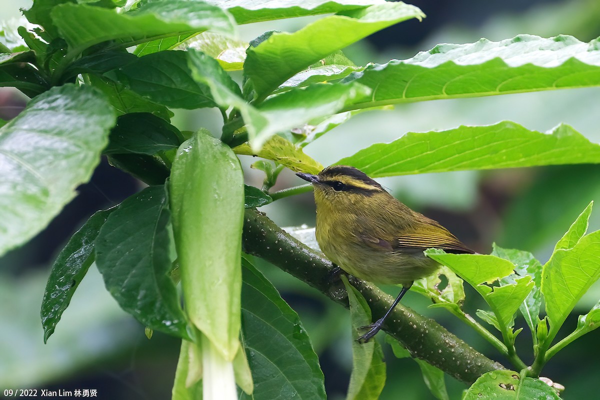 Mountain Leaf Warbler - Lim Ying Hien