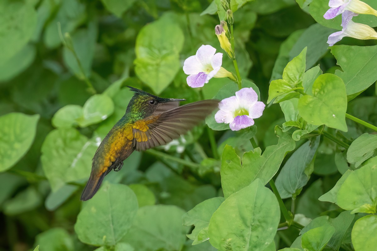 Antillean Crested Hummingbird - Adam Jackson