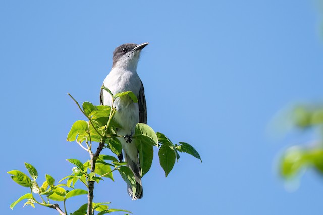 Loggerhead Kingbird