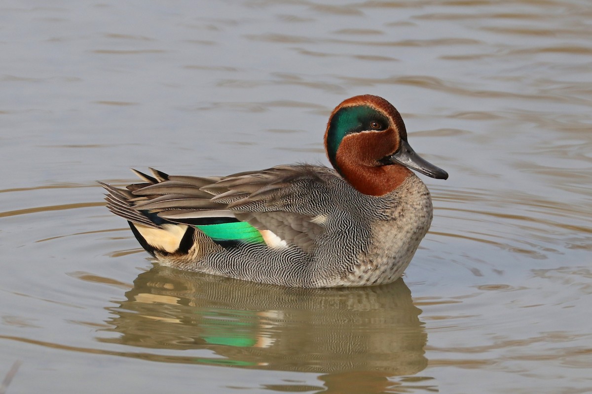 Green-winged Teal - ML505467151