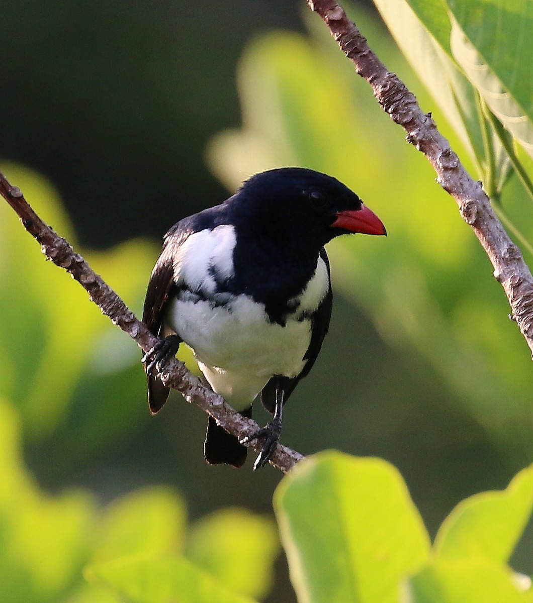 Red-billed Pied Tanager - ML505469931