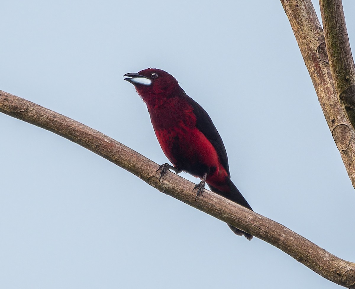Black-bellied Tanager - ML505470021