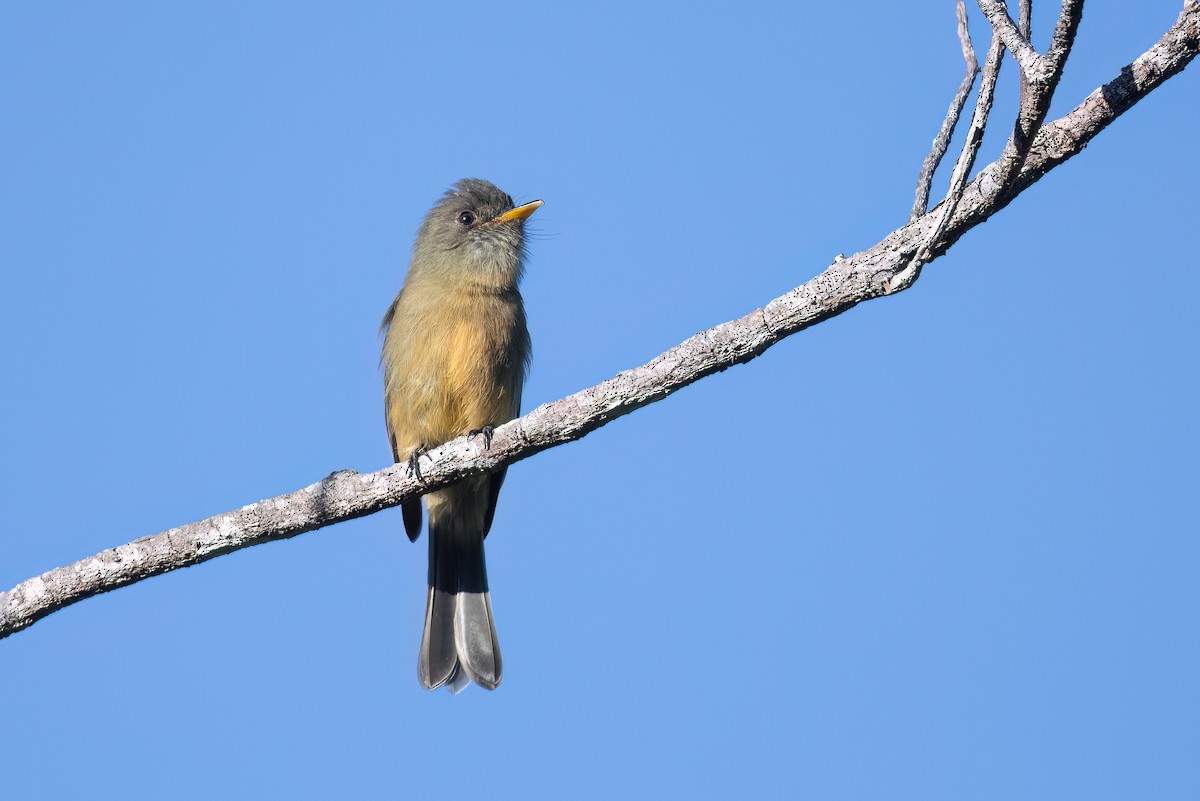 Lesser Antillean Pewee - Adam Jackson