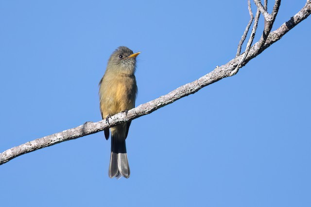 Lesser Antillean Pewee