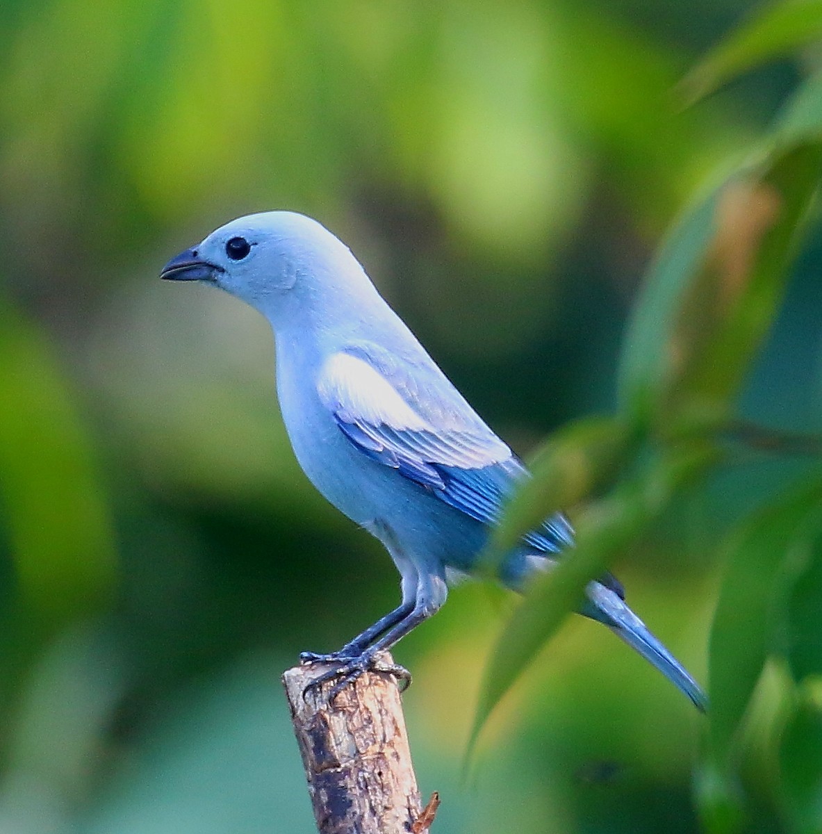 Blue-gray Tanager - ML505472691
