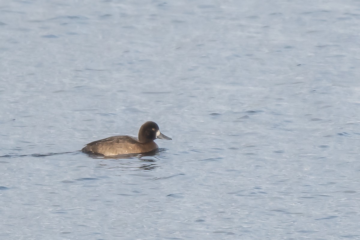 Greater Scaup - ML505474111