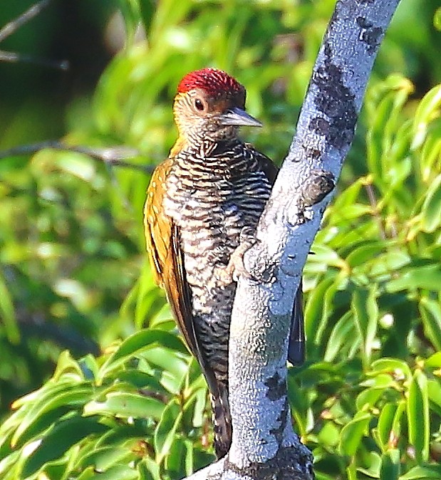 Golden-collared Woodpecker - ML505480001
