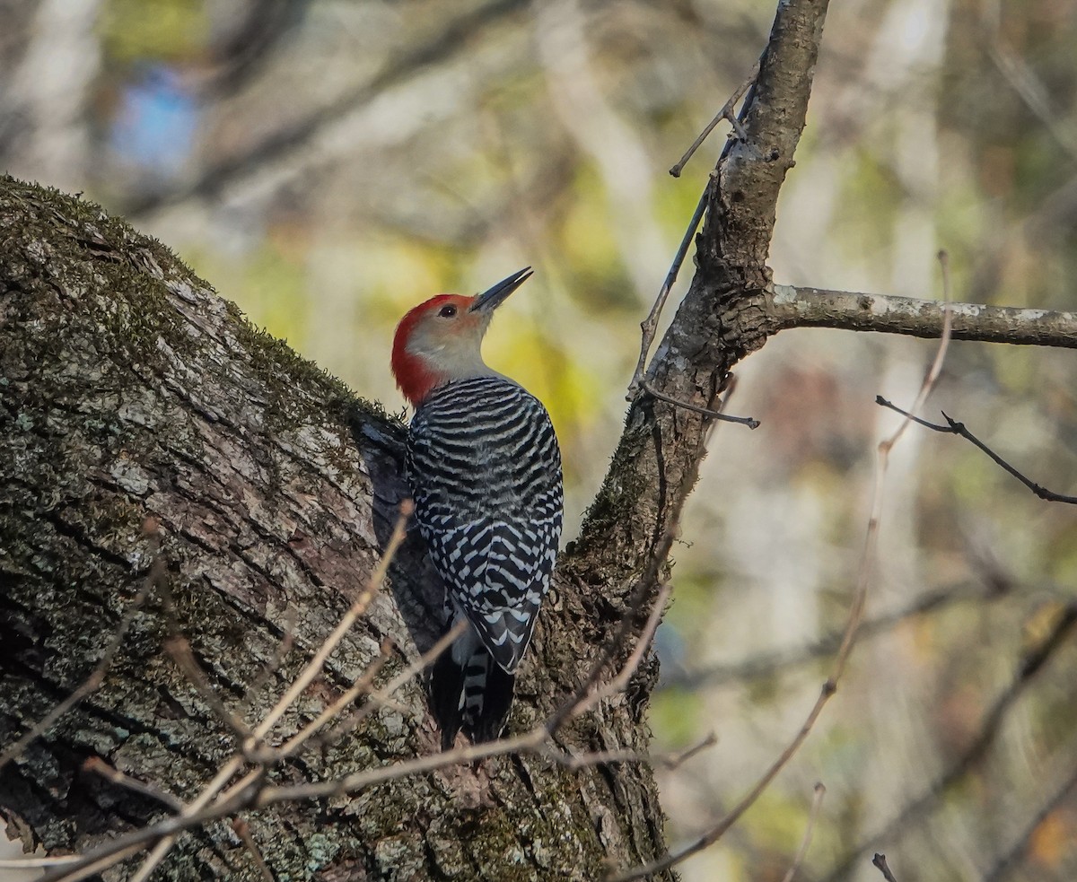Red-bellied Woodpecker - Dave Hart