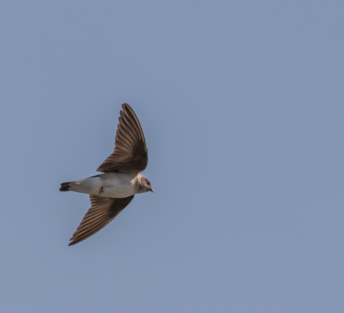 Northern Rough-winged Swallow - ML50548651
