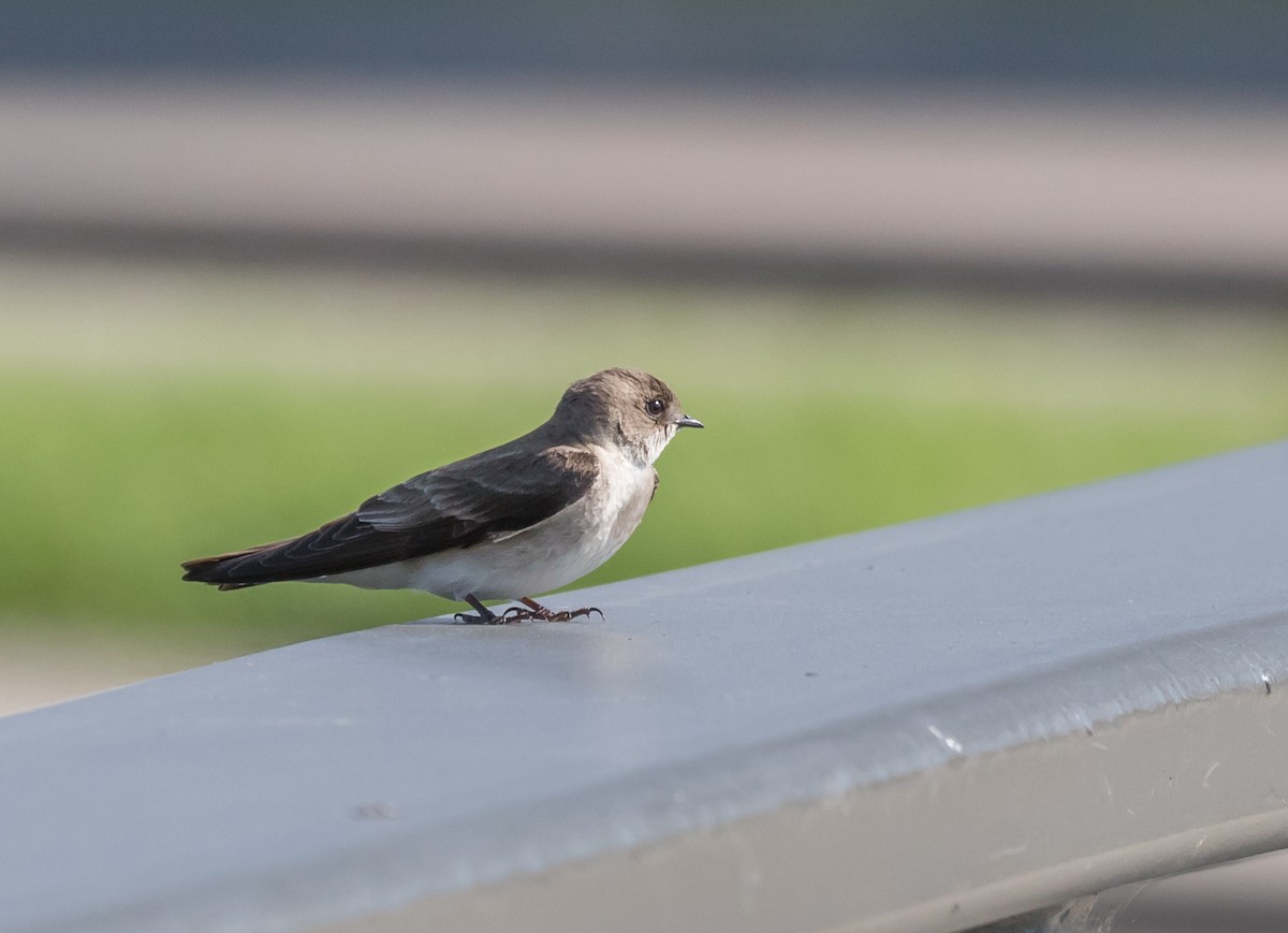 Northern Rough-winged Swallow - Maury Swoveland