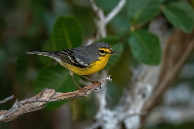 Adelaide's Warbler