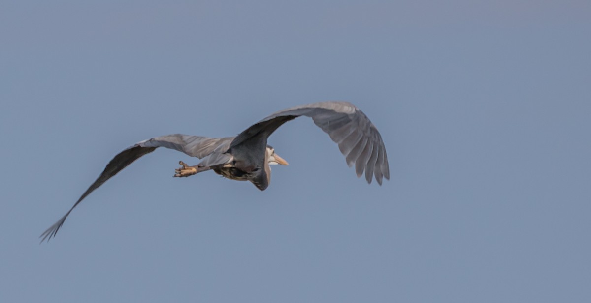 Great Blue Heron - Maury Swoveland