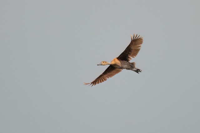 West Indian Whistling-Duck