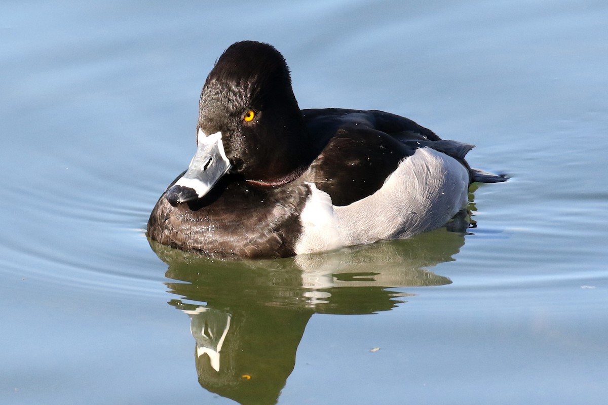 Ring-necked Duck - ML50549441