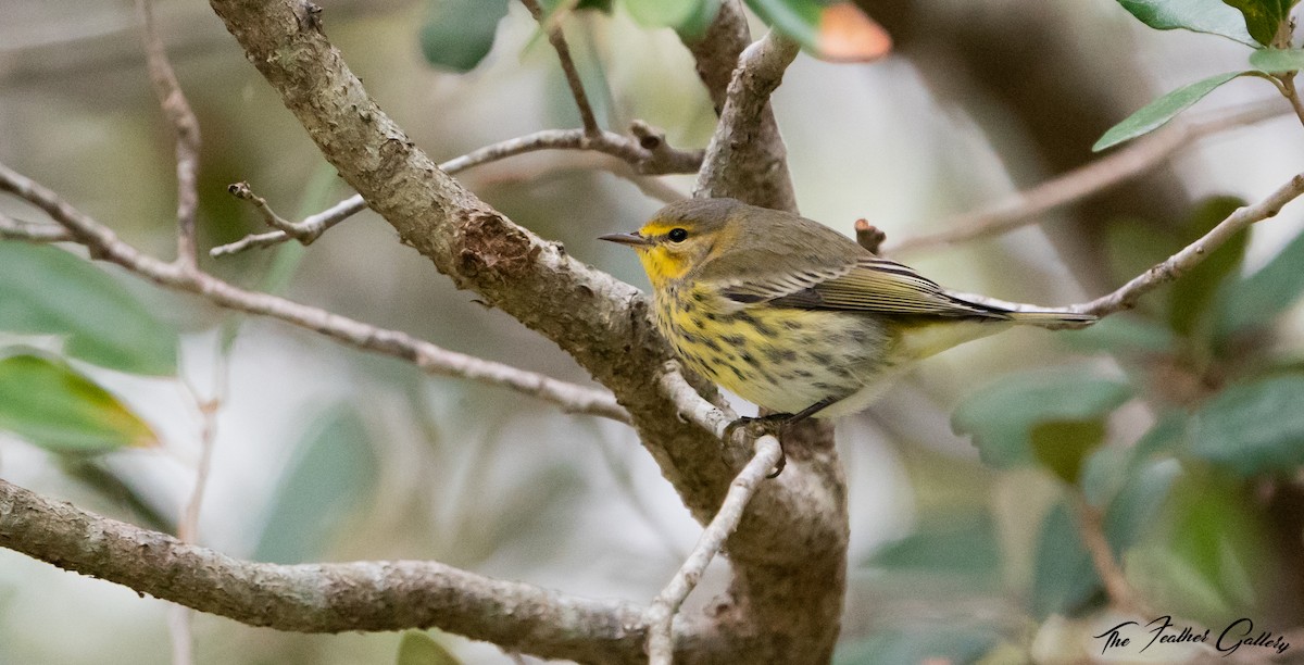 Cape May Warbler - ML505496551