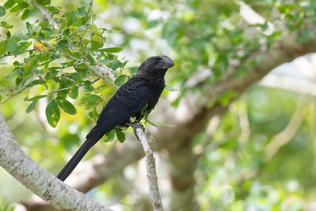 Smooth-billed Ani