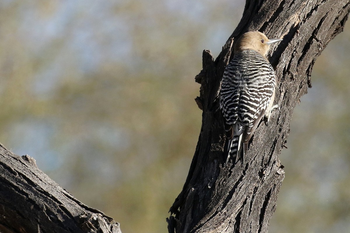 Gila Woodpecker - ML50549801