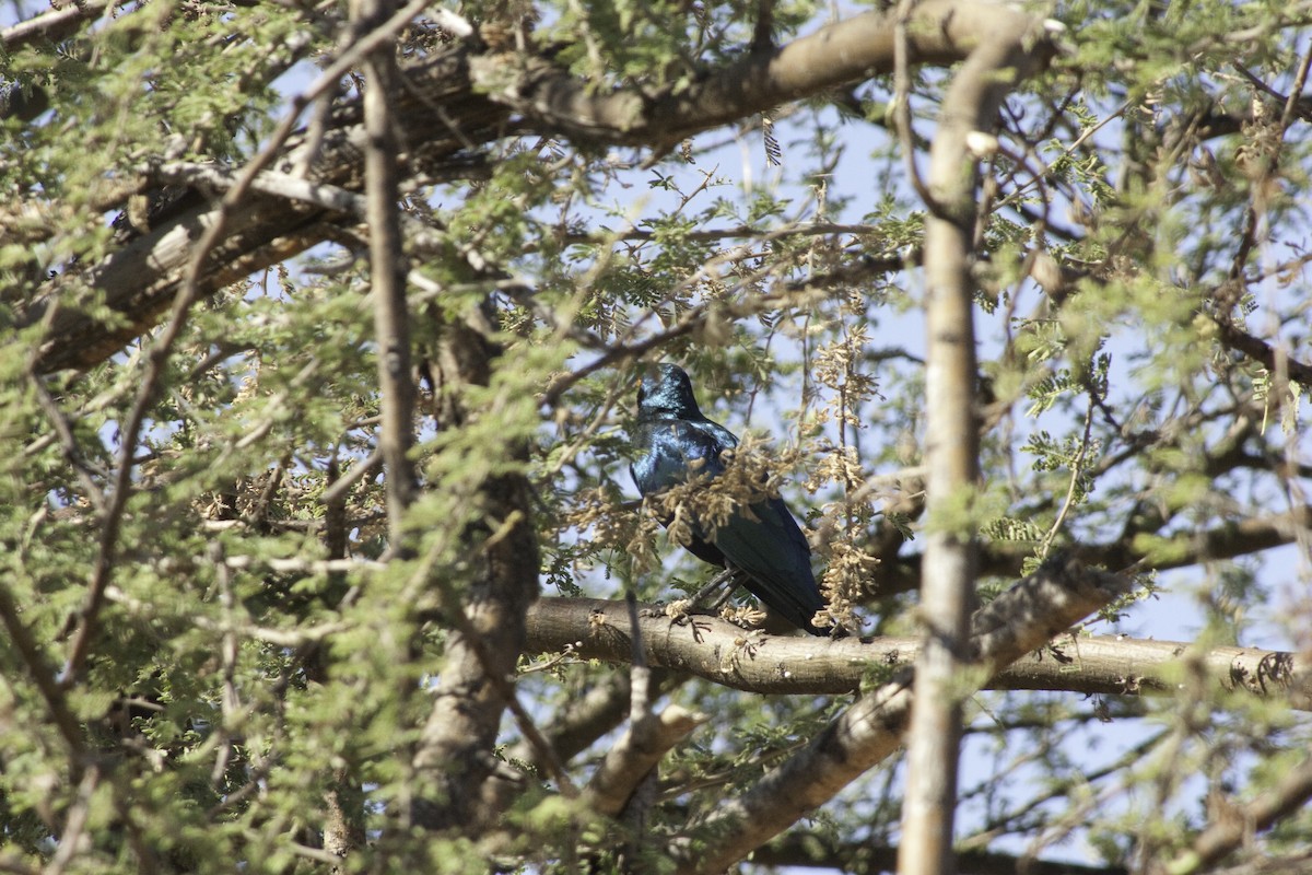 Greater Blue-eared Starling - ML505509221