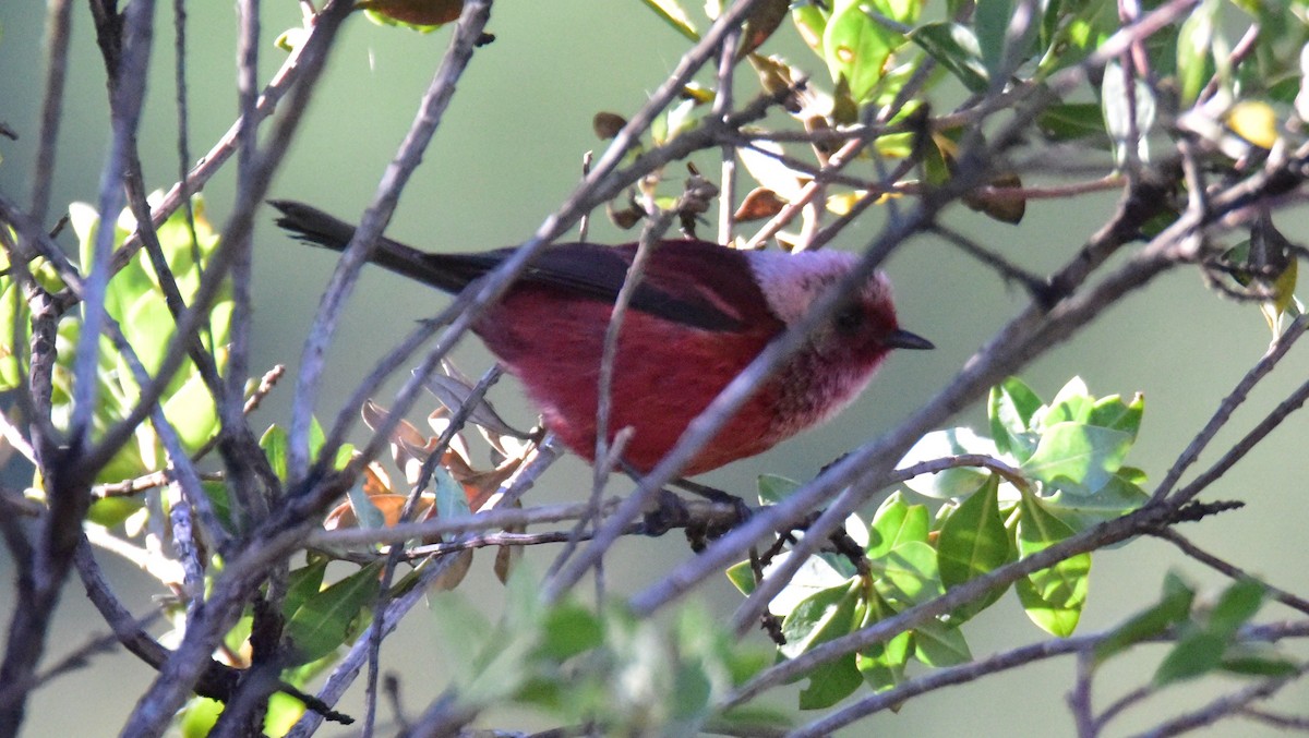 Pink-headed Warbler - ML50551271
