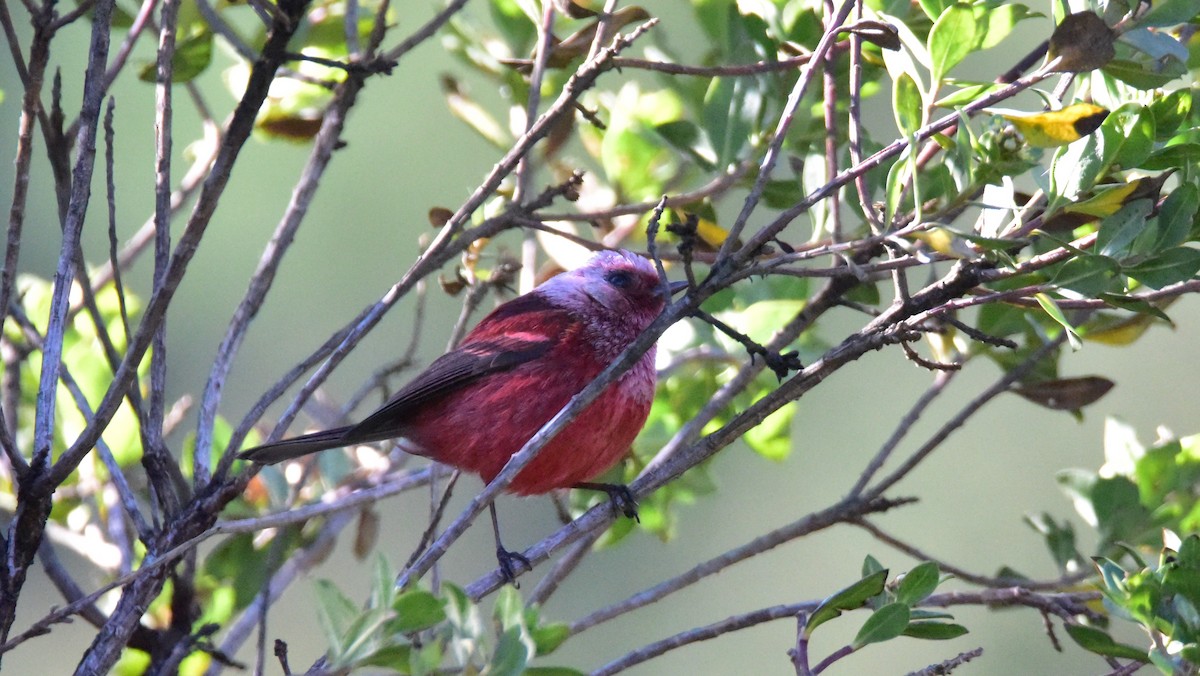 Pink-headed Warbler - ML50551321
