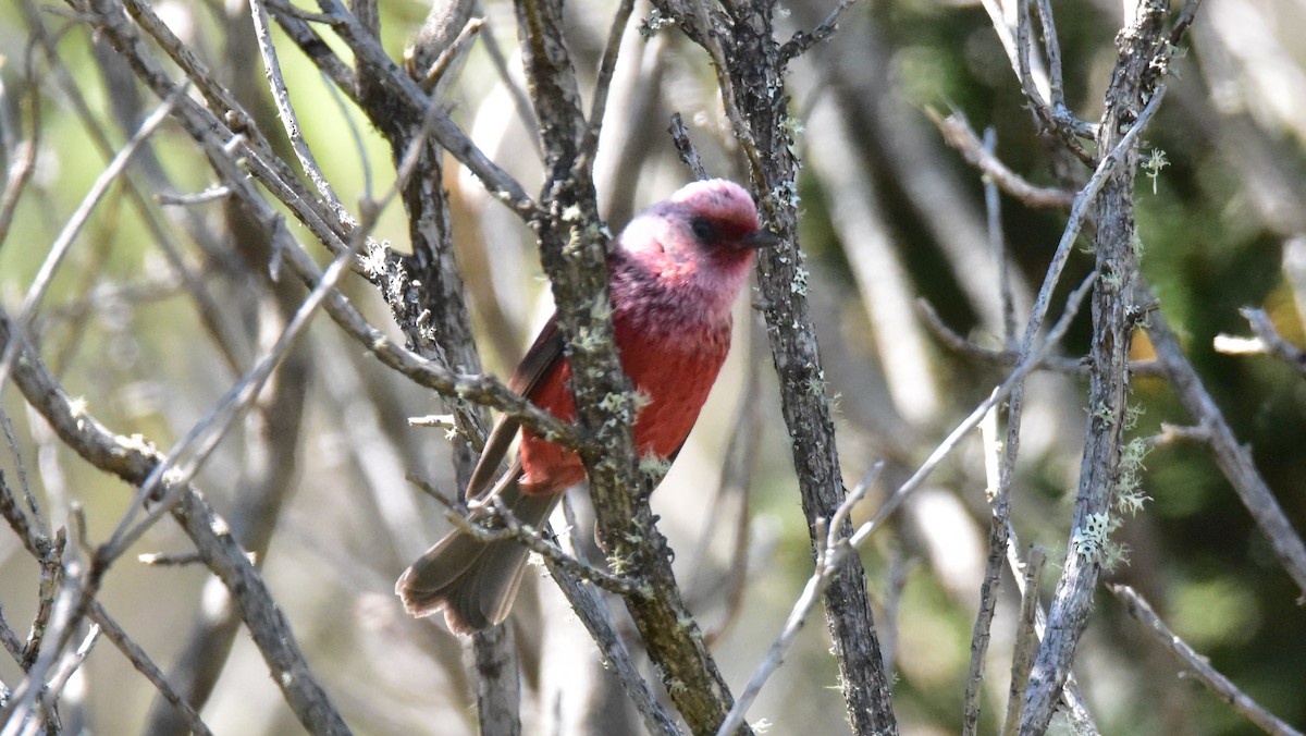 Pink-headed Warbler - ML50551361