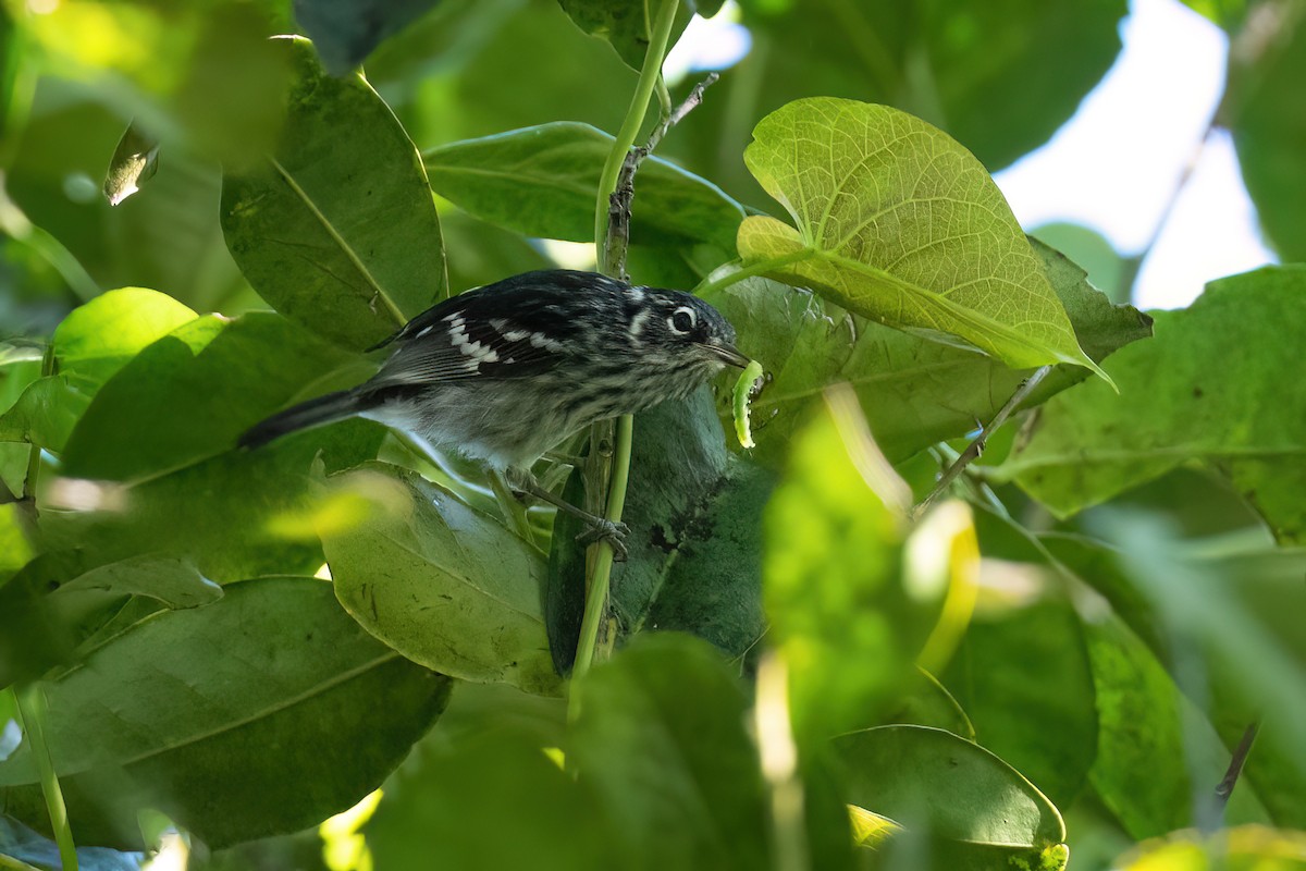 Elfin-woods Warbler - Adam Jackson