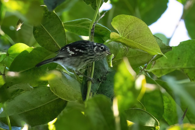 Elfin-woods Warbler