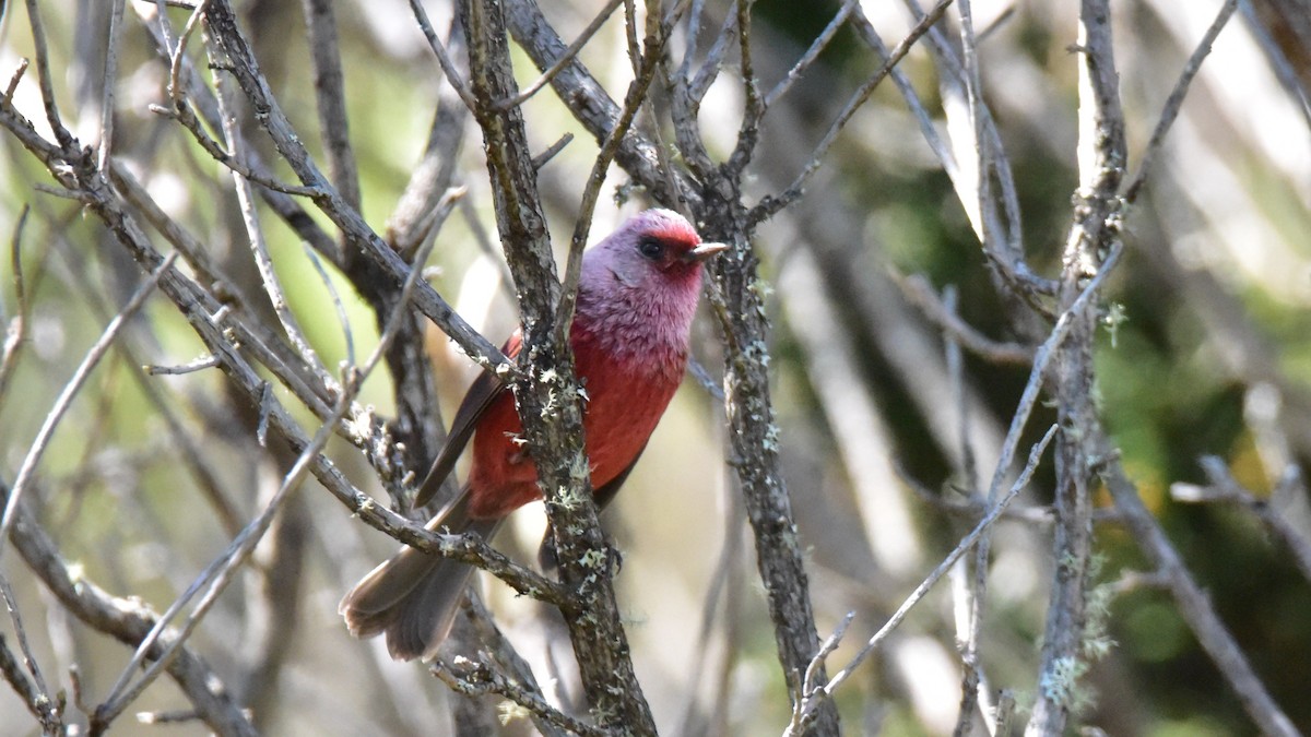 Pink-headed Warbler - ML50551401