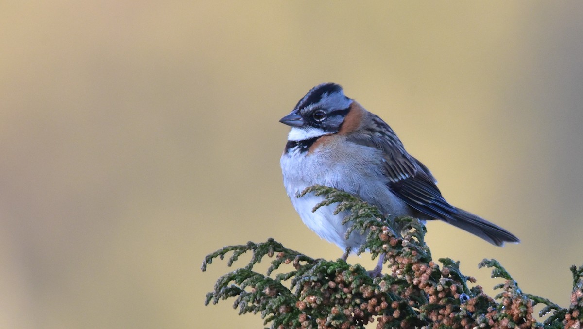 Rufous-collared Sparrow - ML50551541