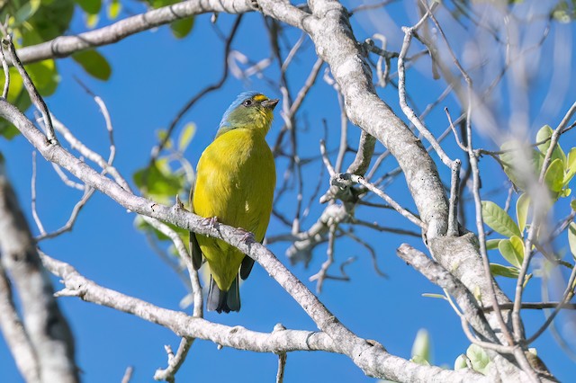 Puerto Rican Euphonia